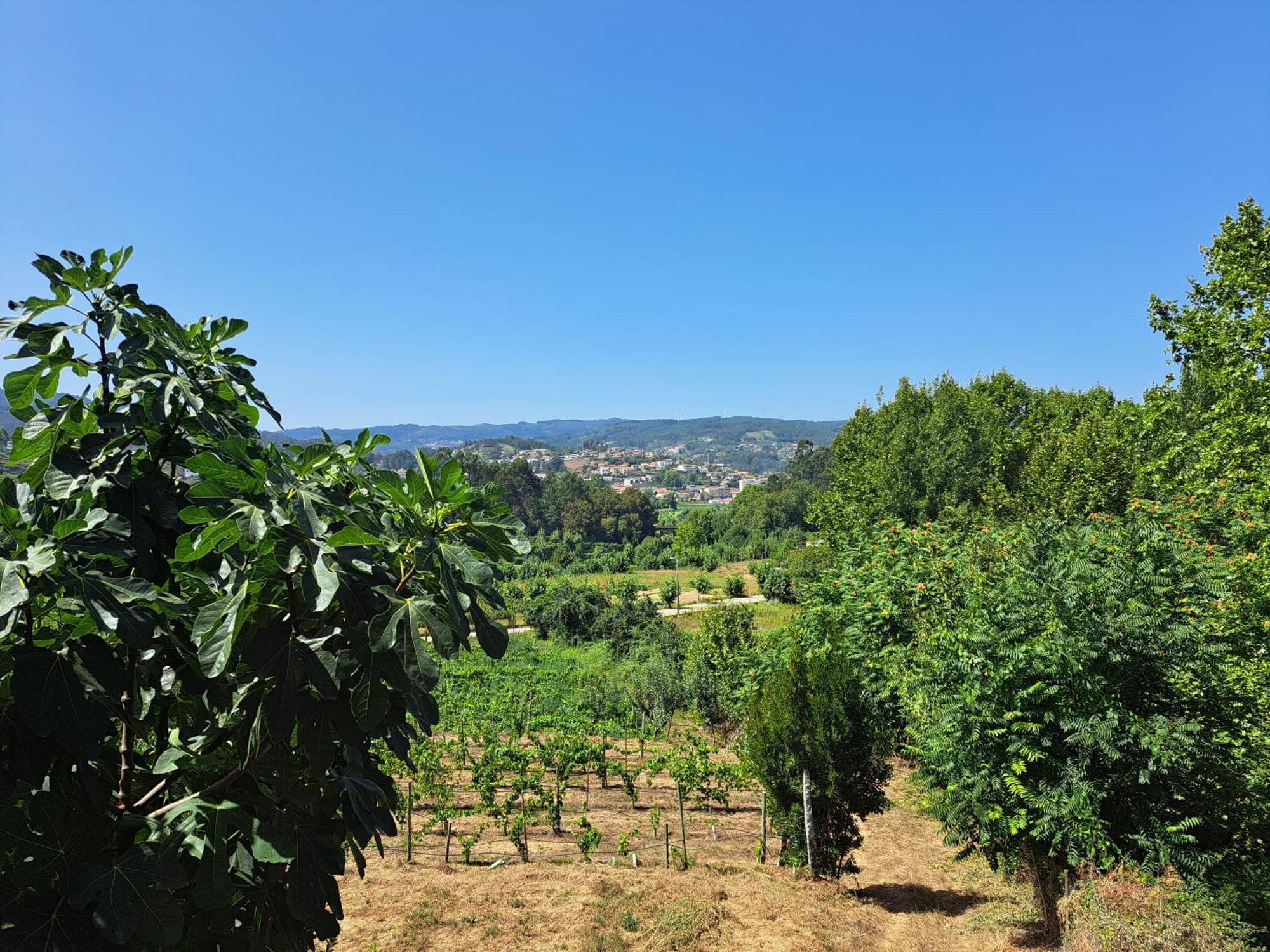 Quinta de Carcavelos Agroturismo e Enoturismo Celorico De Basto Exterior foto